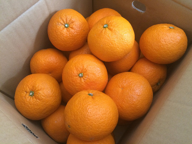 長島町特産の紅甘夏10Kg