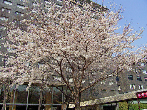 桜開花基準木